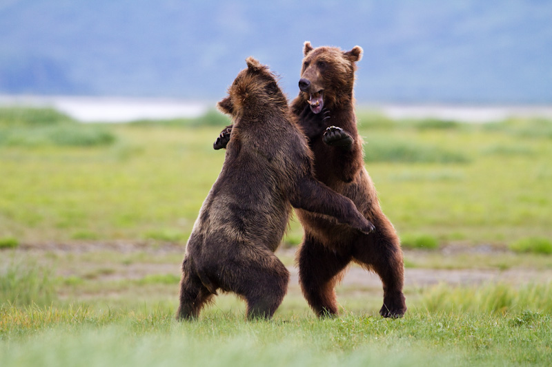 Grizzly Bears Fighting